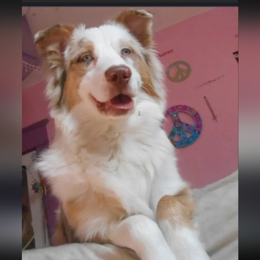 Please help Cosmo, aka "Big Happy" my red Merle aussie has cancer 😭🥺 - Picture 12 of 17